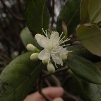 Symplocos obtusa 